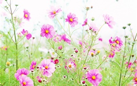 Wildflowers, pink kosmeya flowers HD wallpaper