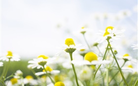 Wildflowers, white daisy, bokeh HD wallpaper