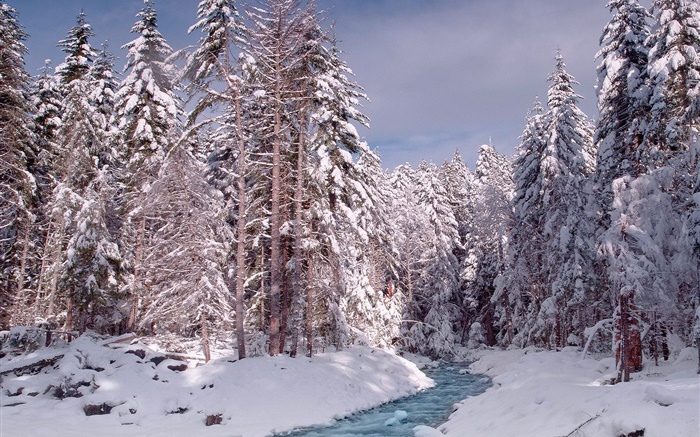 Winter, forest, trees, thick snow, river Wallpapers Pictures Photos Images