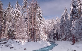 Winter, forest, trees, thick snow, river HD wallpaper