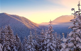 Winter, mountains, snow, trees, sunset HD wallpaper
