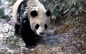 Winter, panda, walk HD wallpaper