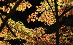 Yellow and green leaves, maple tree, sunshine, autumn HD wallpaper