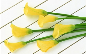 Yellow calla flowers HD wallpaper