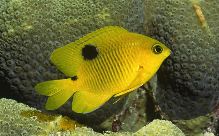 Yellow clown fish Wallpapers Pictures Photos Images