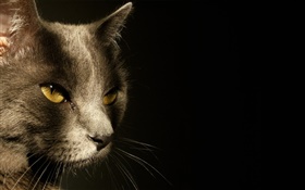 Yellow eyes cat face, black background HD wallpaper