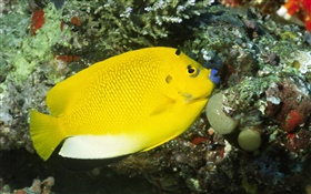 Yellow fish