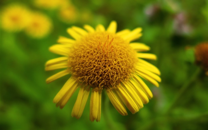 Yellow flower close-up, bokeh Wallpapers Pictures Photos Images