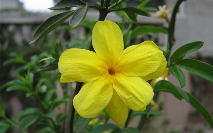 Yellow flower close-up, leaves Wallpapers Pictures Photos Images