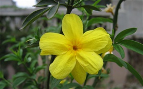 Yellow flower close-up, leaves HD wallpaper