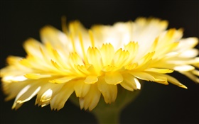 Yellow flower petals close-up, black background HD wallpaper