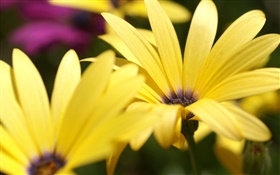 Yellow flower petals macro photography