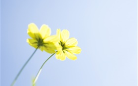 Yellow flowers, blue sky