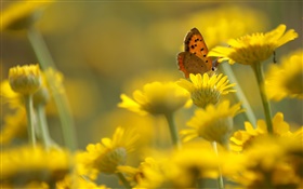 Yellow flowers, butterfly, blur background HD wallpaper