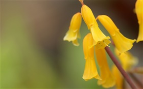 Yellow flowers close-up, bokeh HD wallpaper