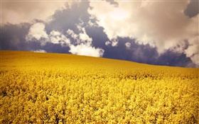 Yellow flowers field, clouds HD wallpaper