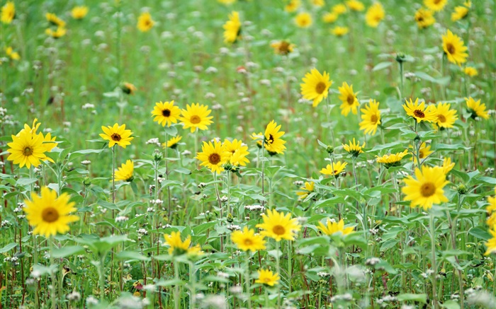 Yellow flowers, like sunflowers Wallpapers Pictures Photos Images
