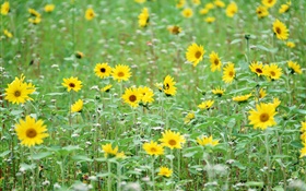 Yellow flowers, like sunflowers HD wallpaper