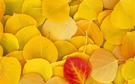 Yellow leaves close-up, one red leaf HD wallpaper