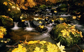 Yellow leaves, stones, creek HD wallpaper