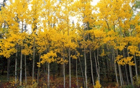 Yellow leaves, trees, forest, autumn HD wallpaper
