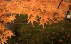 Yellow maple leaves, twigs, autumn HD wallpaper
