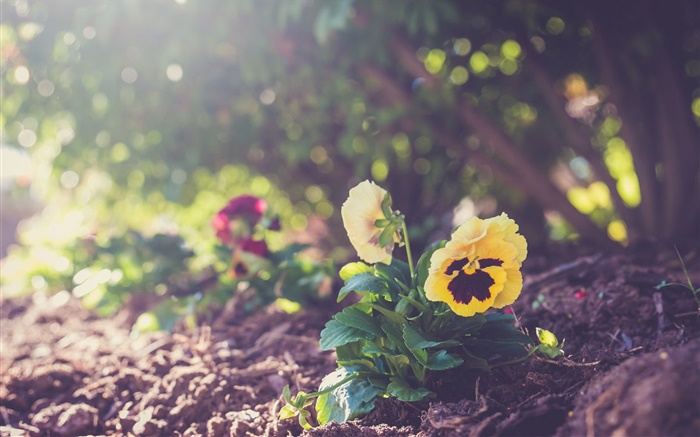 Yellow pansy, petals, earth Wallpapers Pictures Photos Images