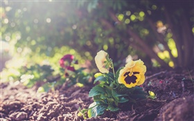 Yellow pansy, petals, earth HD wallpaper