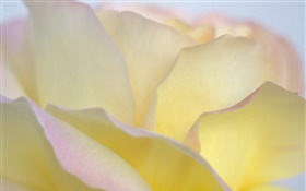 Yellow rose petals close-up HD wallpaper