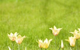 Yellow tulip flowers, green background HD wallpaper