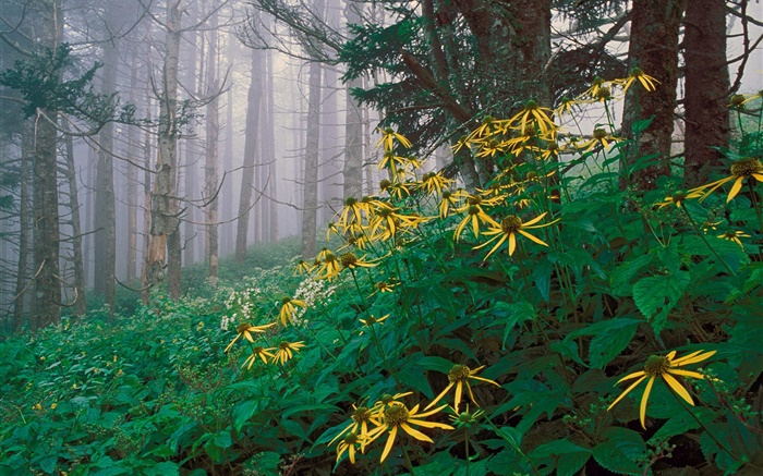 Yellow wildflowers in the forest Wallpapers Pictures Photos Images
