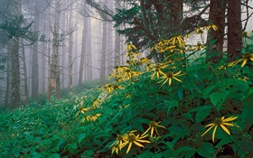 Yellow wildflowers in the forest HD wallpaper