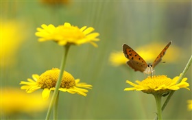 Yellow wildflowers, insect, butterfly HD wallpaper