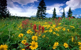 Yellow wildflowers, nature, clouds