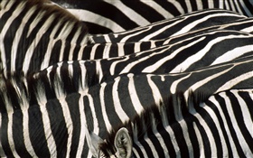 Zebra, black and white stripes