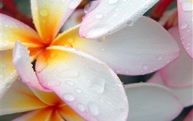 plumeria close-up, water droplets