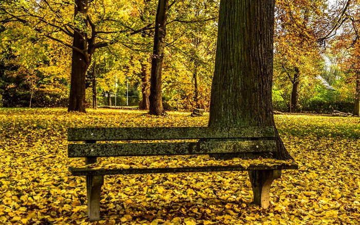 Autumn, park, bench, trees, yellow leaves ground Wallpapers Pictures Photos Images