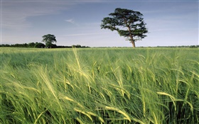 Barley field, trees, North Somerset, England HD wallpaper