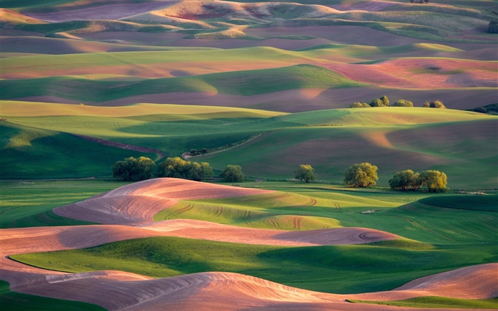 Beautiful spring, field, hills, trees, green and brown Wallpapers Pictures Photos Images