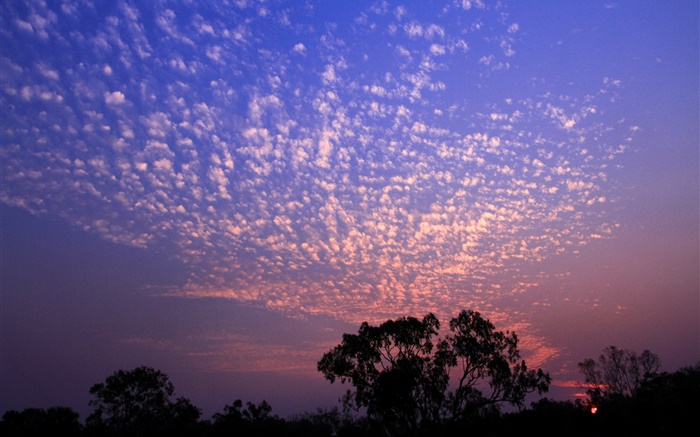 Beautiful sunset, sky, clouds, trees silhouette Wallpapers Pictures Photos Images