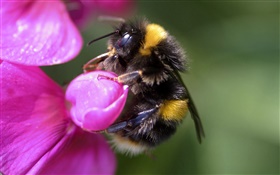 Bee close-up, insect, pink flower HD wallpaper