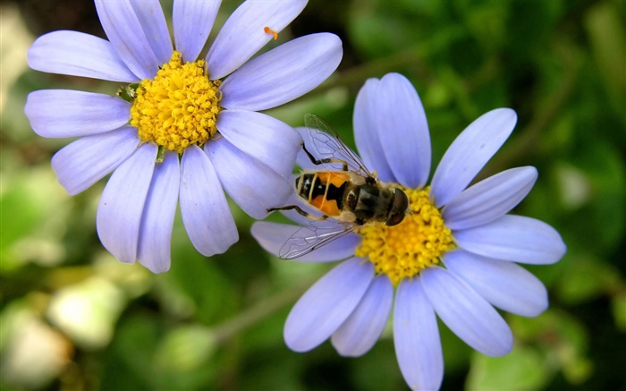 Blue daisy flowers, bee Wallpapers Pictures Photos Images