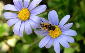 Blue daisy flowers, bee HD wallpaper