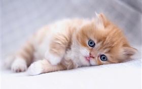 Blue eyes kitten sleep HD wallpaper