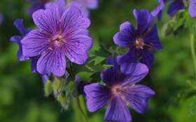 Blue petals flowers close-up, dew HD wallpaper