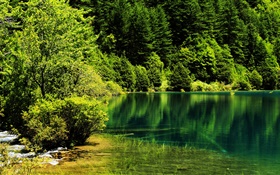 China, Jiuzhaigou National Park, lake, trees, green HD wallpaper