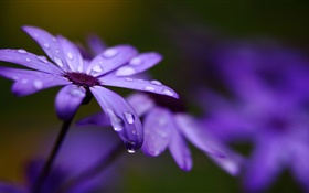 Cineraria, purple flowers, petals, water drops HD wallpaper
