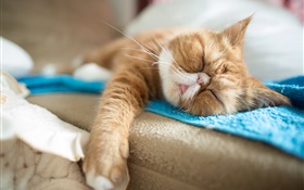 Cute cat falling asleep HD wallpaper