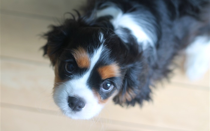 Cute dog look up, bokeh Wallpapers Pictures Photos Images