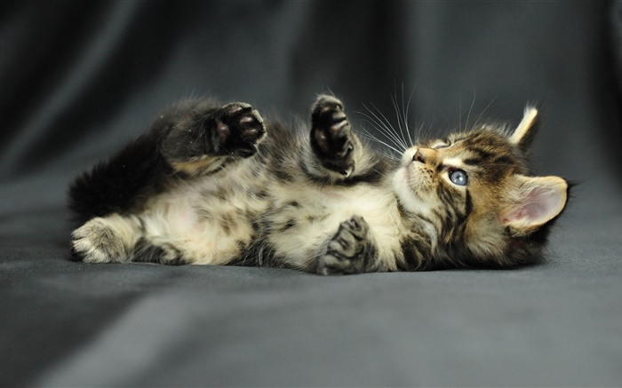 Cute kitten baby Wallpapers Pictures Photos Images